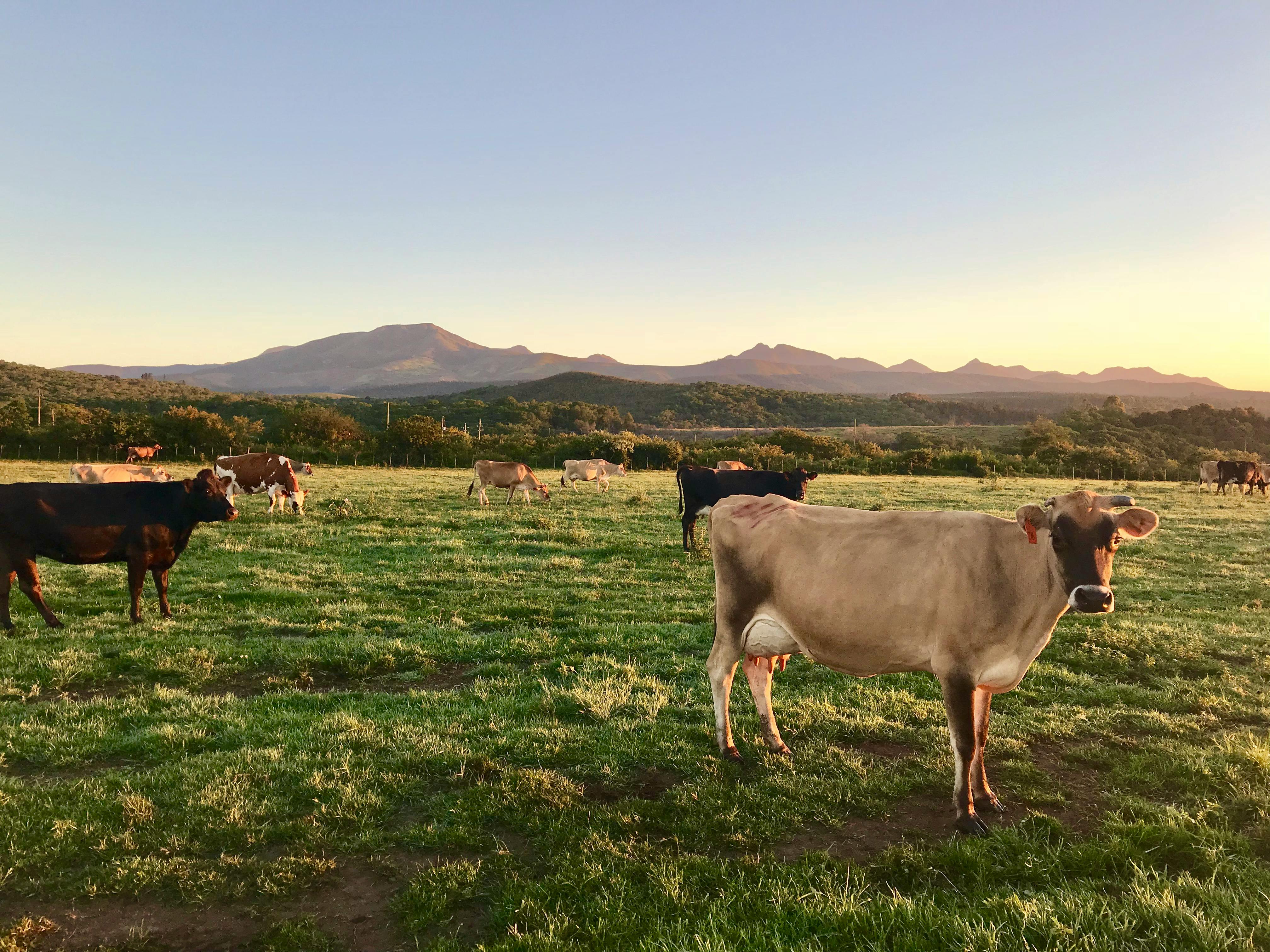 Salon 2026 sans vaches : les éleveurs pyrénéens disent « venez chez nous »