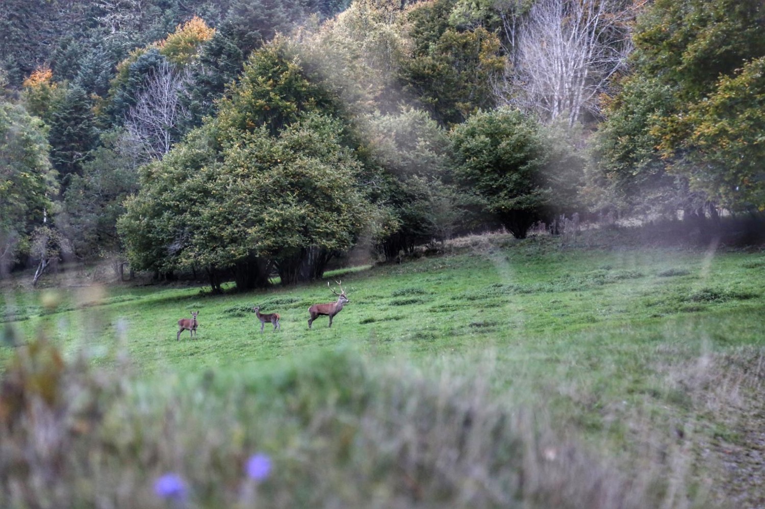Le brame du cerf au Mourtis : écouter battre le cœur de la forêt à l'automne