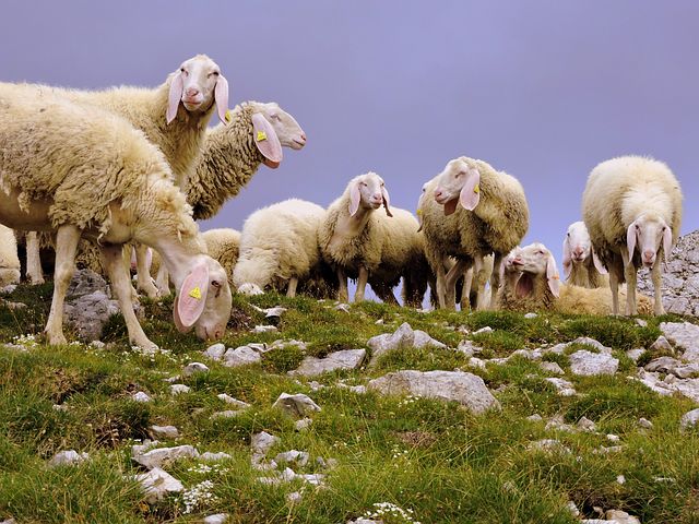 Pyréneo 2026 à Ax-les-Thermes : 6e édition autour du pastoralisme pyrénéen