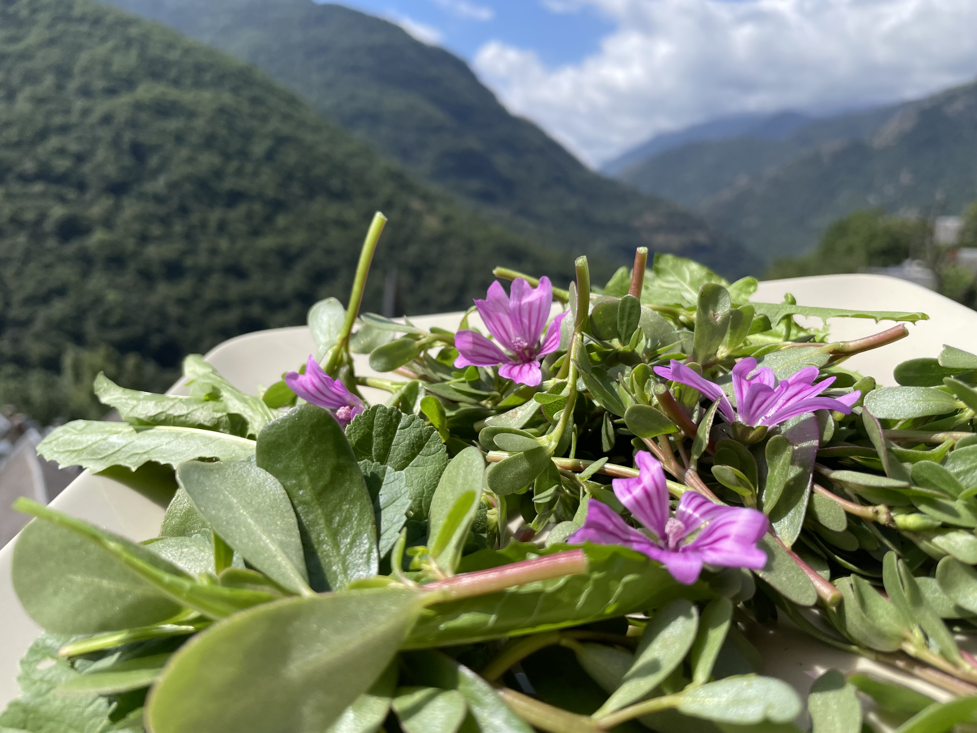 Le pourpier sauvage : un trésor nutritionnel gratuit à portée de main
